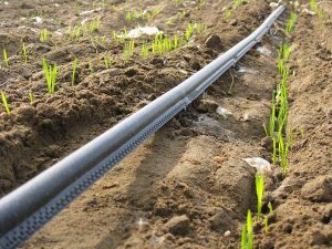 drip irrigation tape نوار آبیاری قطره ای