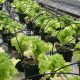 آبیاری گلخانه greenhouse irrigation