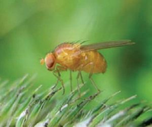 melanogaster Drosophila مگس میوه توت فرنگی