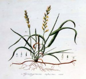 Agropyrum repens چمن گندمی رونده